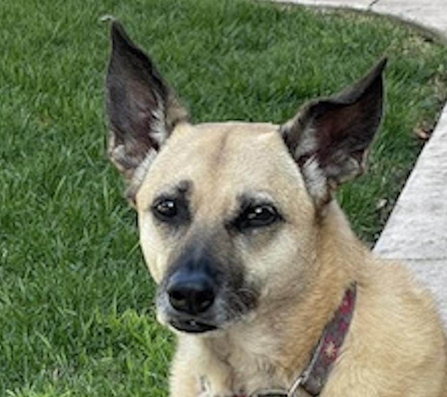 Kaili, ADOPTABLE, Adult Female Mountain Dog & Shepherd.
