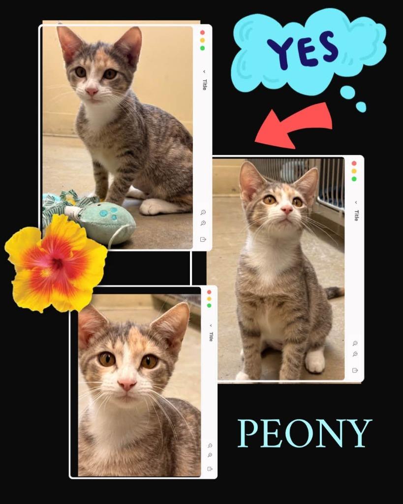 Peony, Adoptable, Kitten Female Calico.