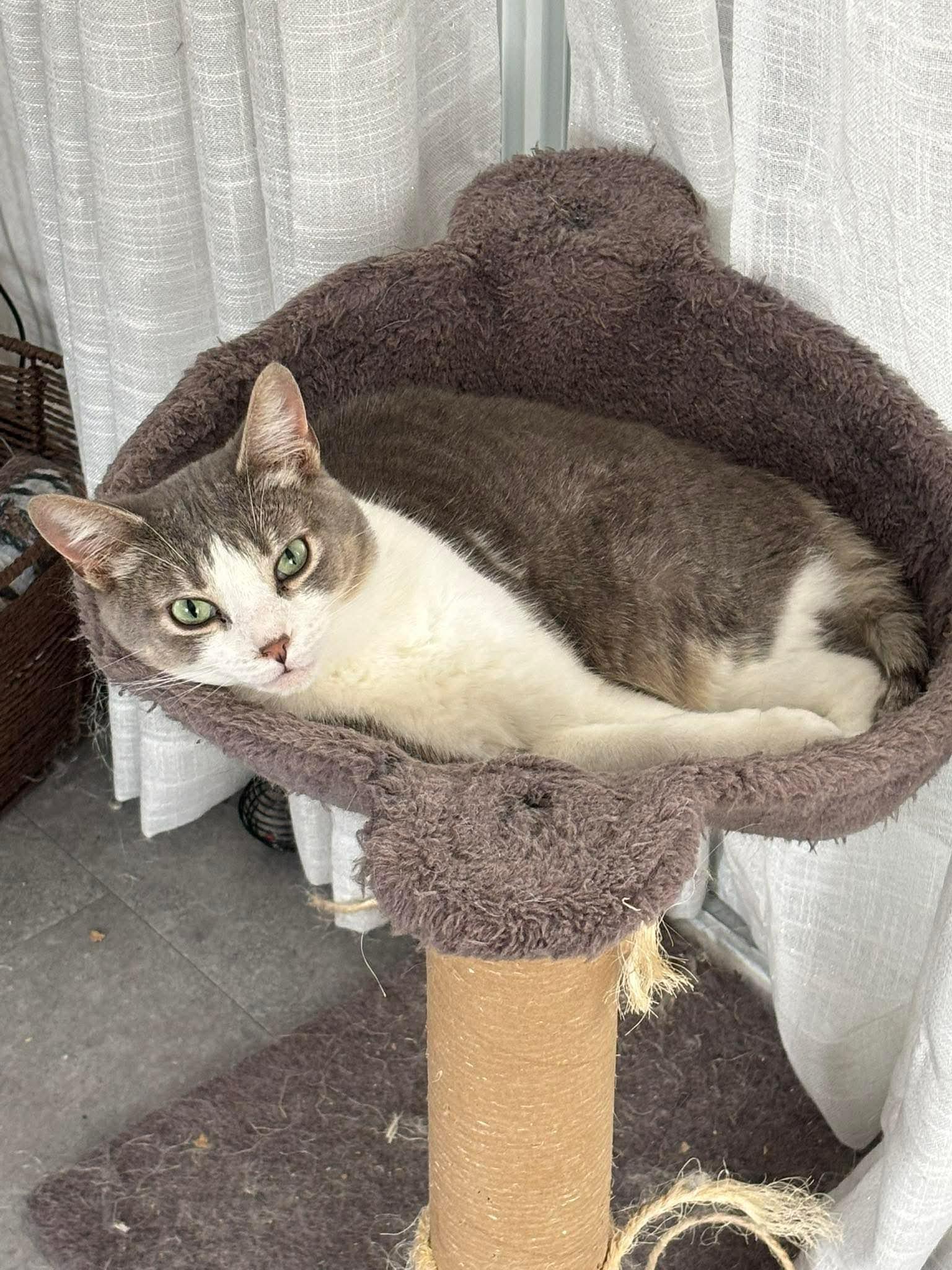 Enlarge Kirk, a ADOPTABLE Domestic Short Hair in Ashton, ON image 1/4
