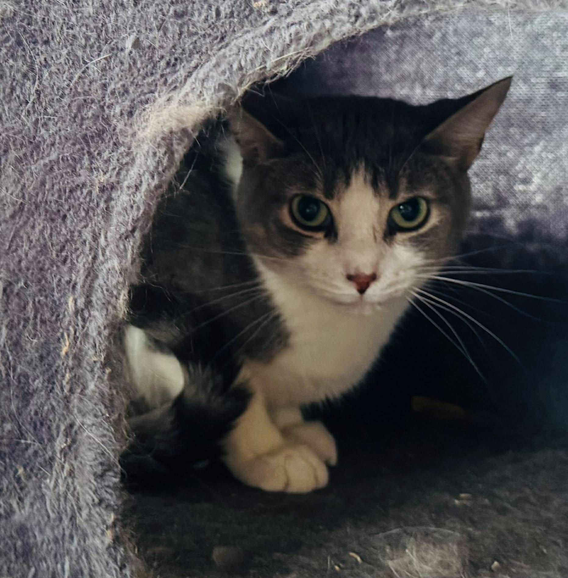 Enlarge Kirk, a ADOPTABLE Domestic Short Hair in Ashton, ON image 3/4