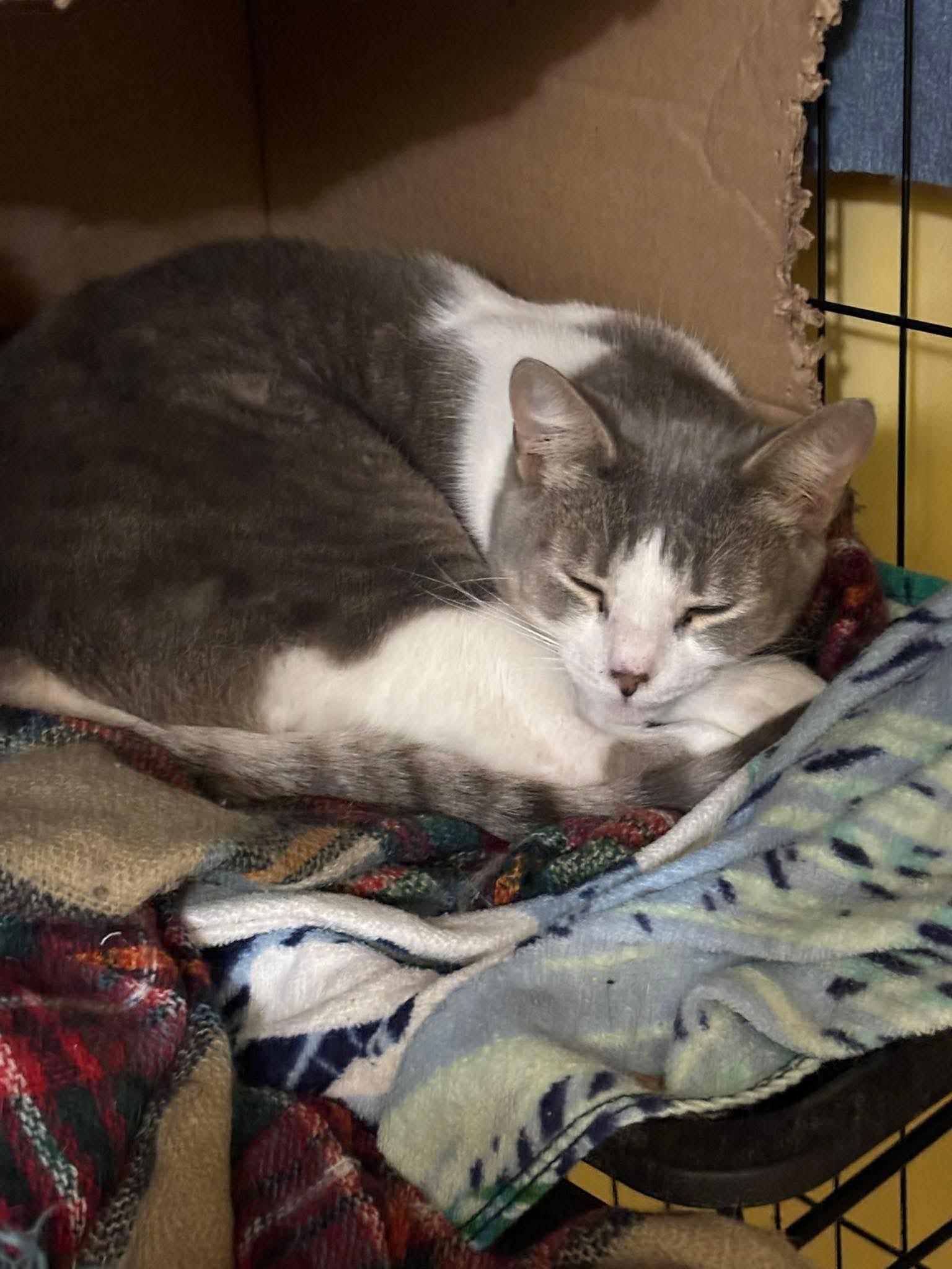 Enlarge Kirk, a ADOPTABLE Domestic Short Hair in Ashton, ON image 4/4