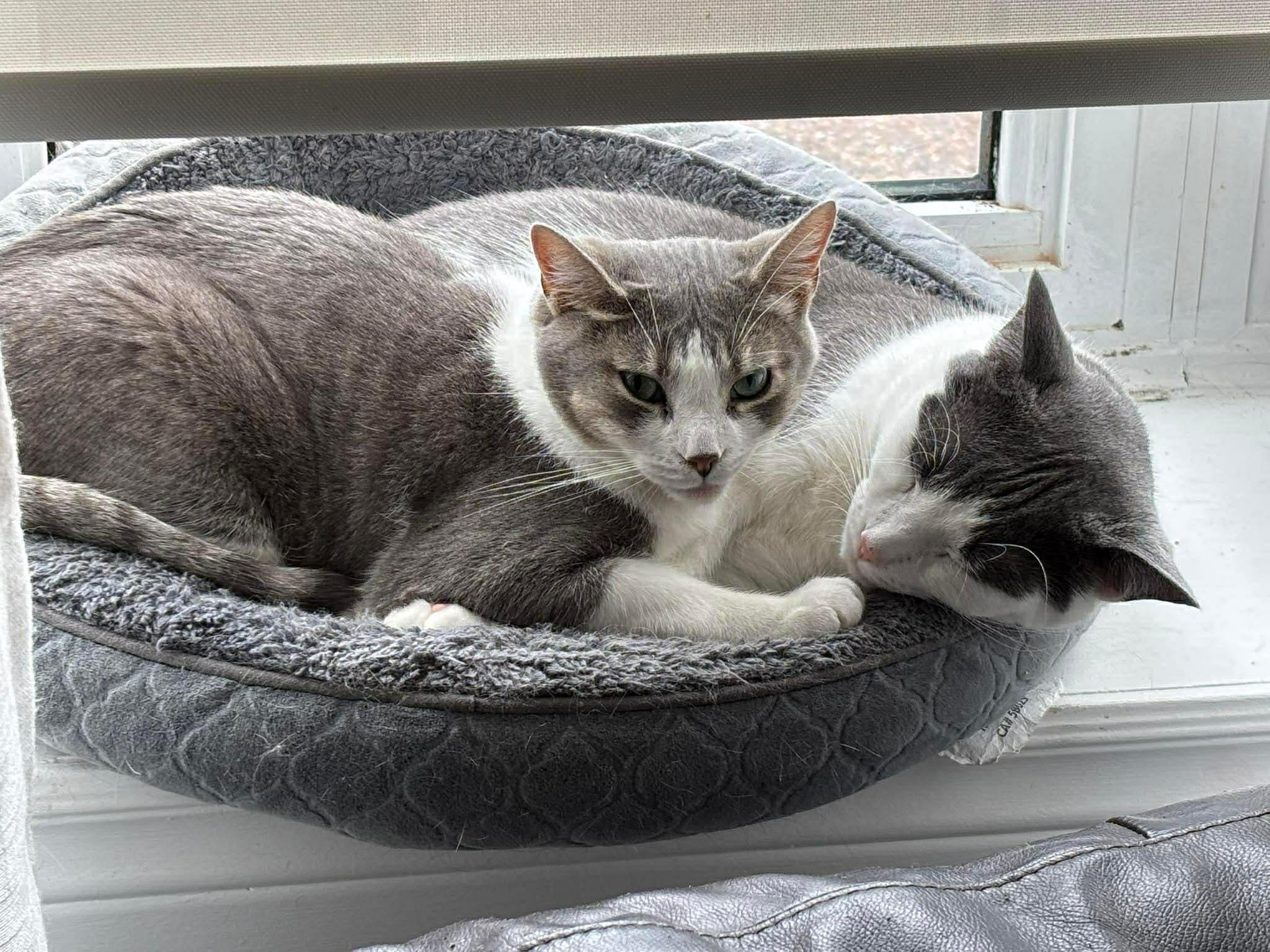 Enlarge Kirk, a ADOPTABLE Domestic Short Hair in Ashton, ON image 2/4