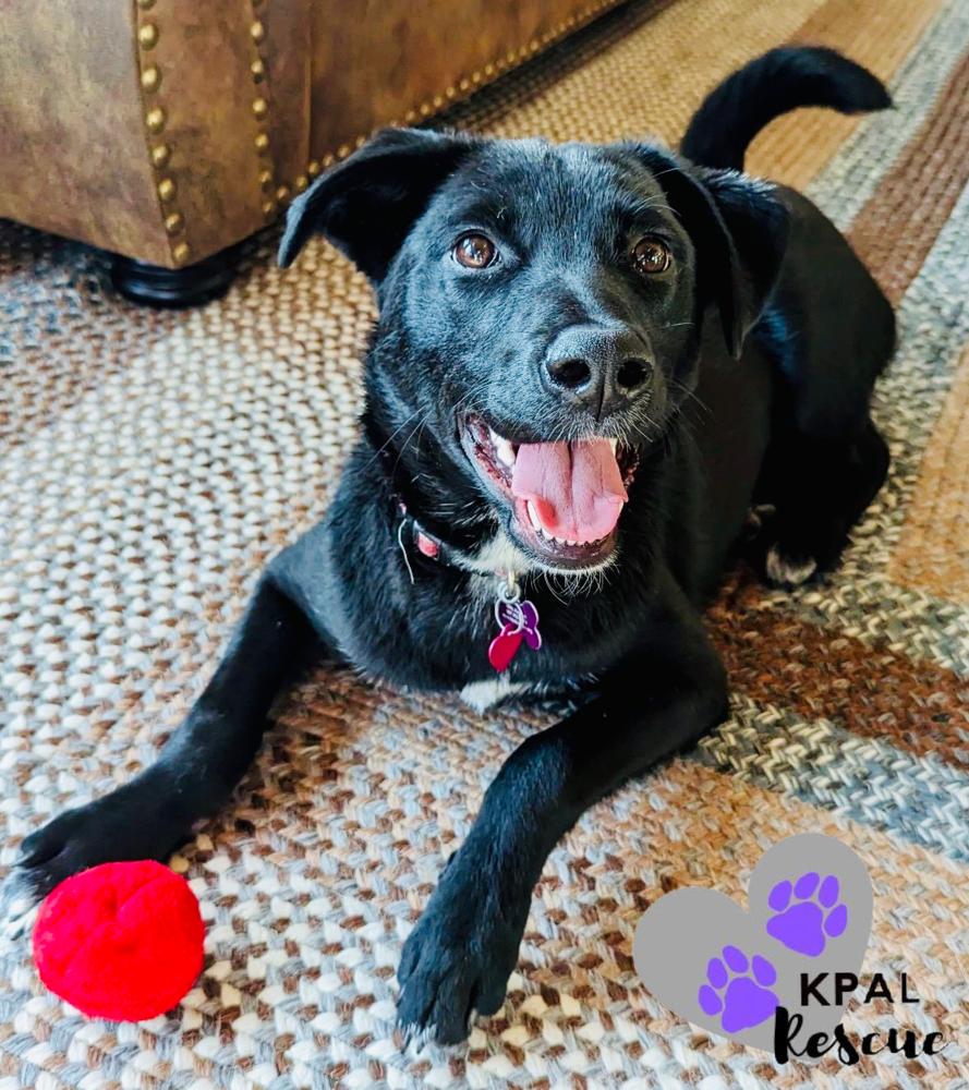 Chrissy - Three’s Company, Adoptable, Adult Female Karelian Bear Dog & Mixed Breed.