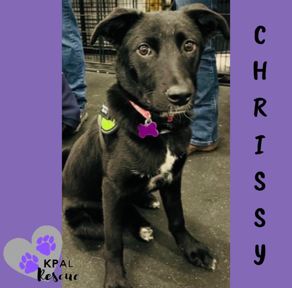 Enlarge Chrissy - Three’s Company, a Adoptable mixed breed in Kenai, AK image 2/6