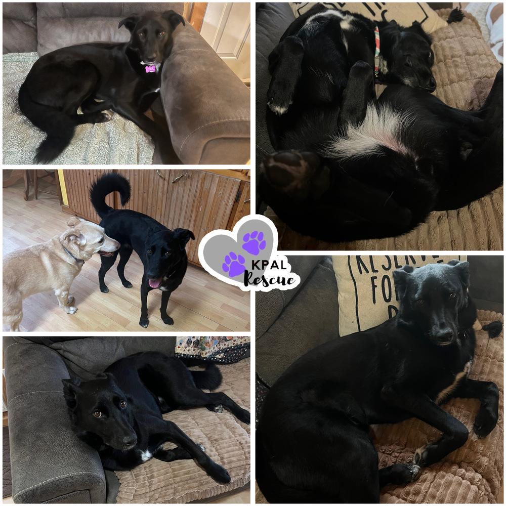 Enlarge Chrissy - Three’s Company, a Adoptable mixed breed in Kenai, AK image 3/6