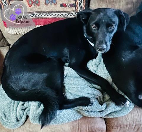 Enlarge Chrissy - Three’s Company, a Adoptable mixed breed in Kenai, AK image 4/6