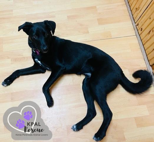 Enlarge Chrissy - Three’s Company, a Adoptable mixed breed in Kenai, AK image 5/6