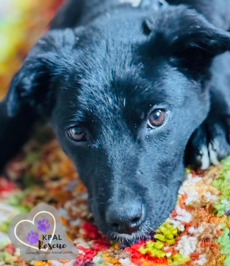 Enlarge Chrissy - Three’s Company, a Adoptable mixed breed in Kenai, AK image 6/6