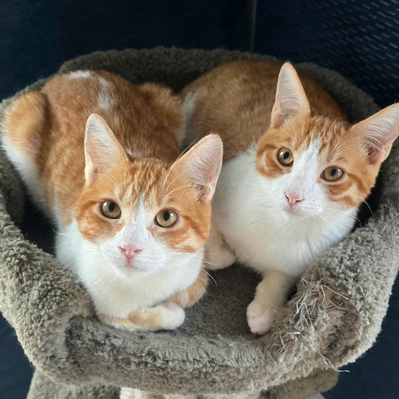 Enlarge Tommy (bonded to brother Sammy), an adoptable Domestic Short Hair in HUNTINGTON BEACH, CA image 3/6