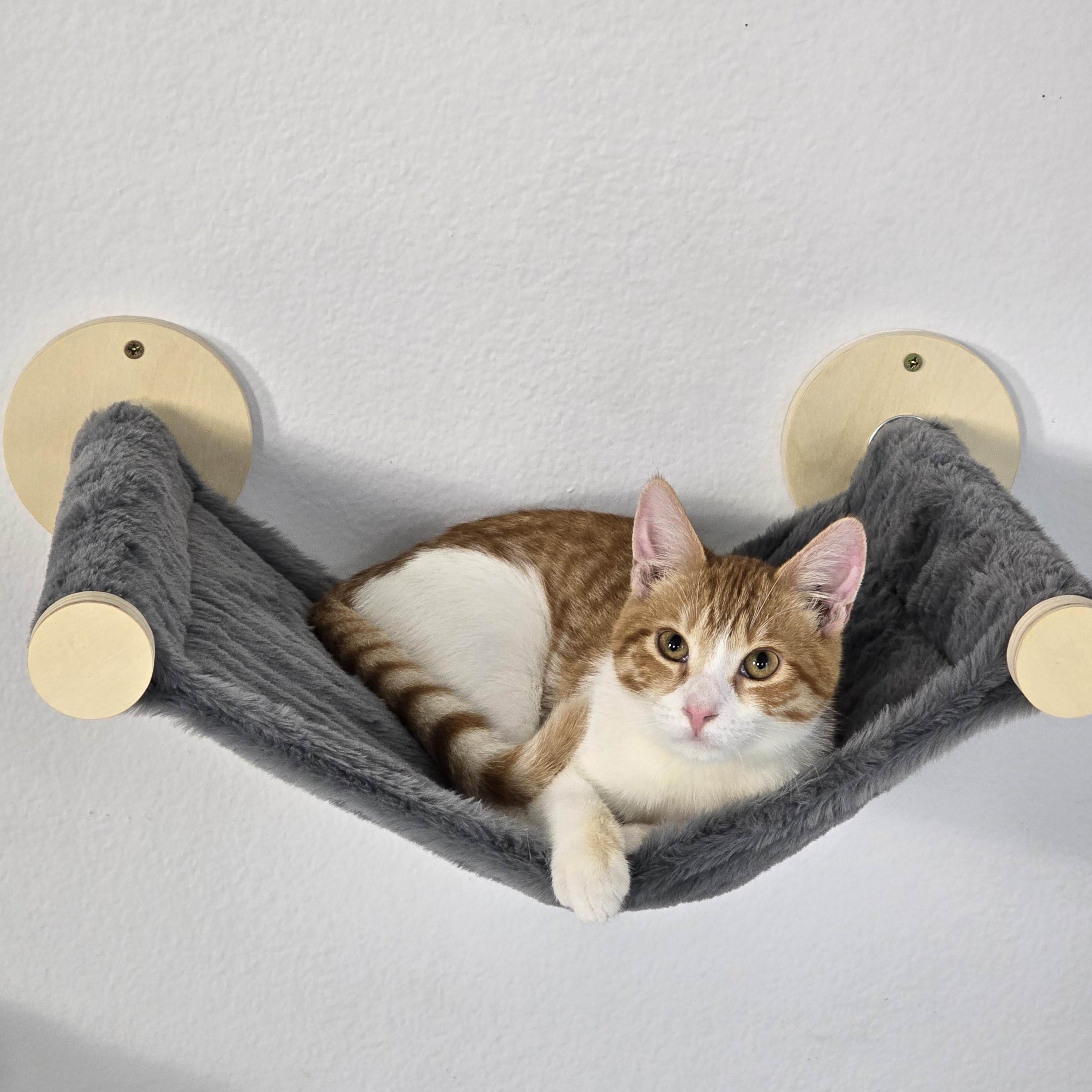 Enlarge Tommy (bonded to brother Sammy), an adoptable Domestic Short Hair in HUNTINGTON BEACH, CA image 2/6