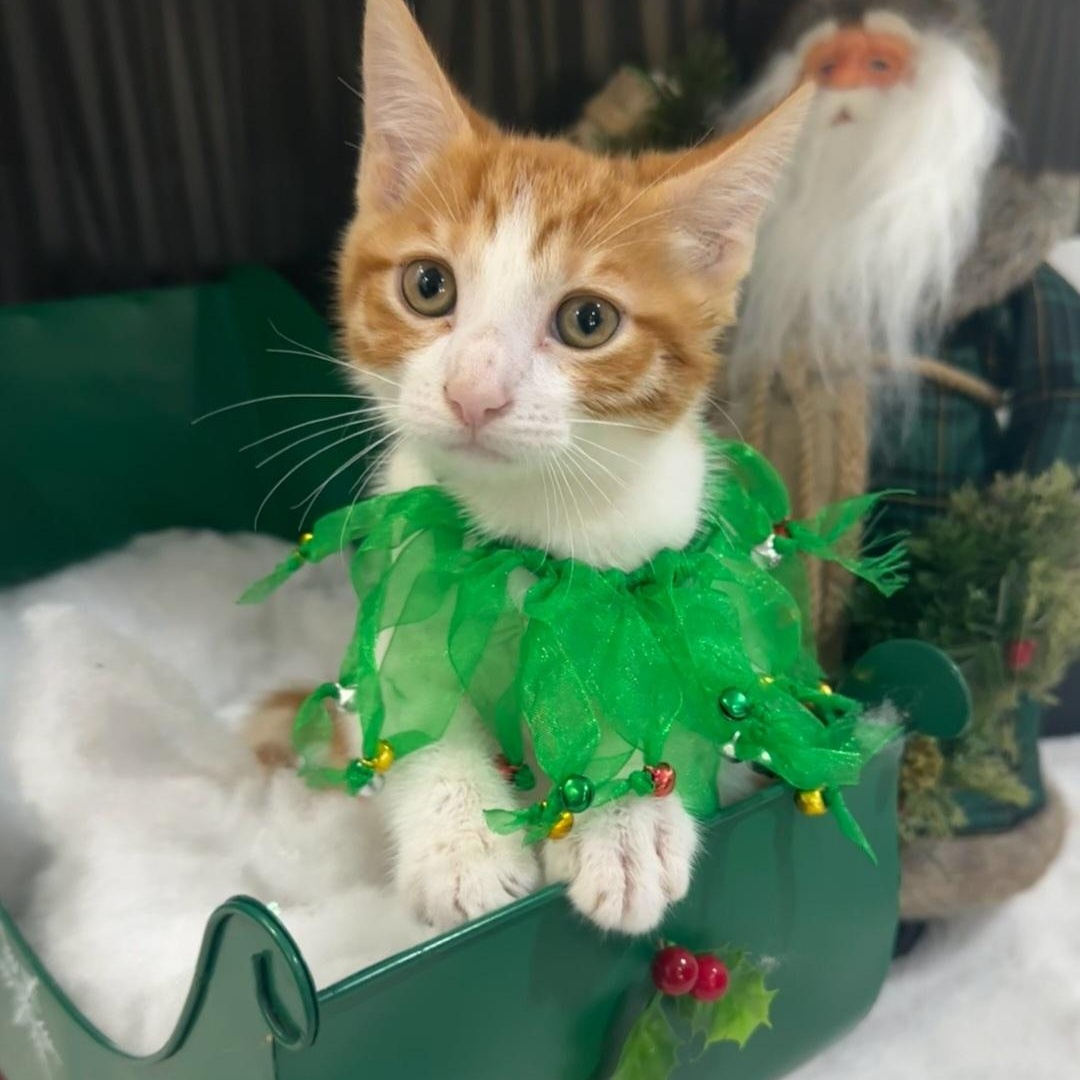 Enlarge Tommy (Sammy), a Adoptable Domestic Short Hair in HUNTINGTON BEACH, CA image 2/4