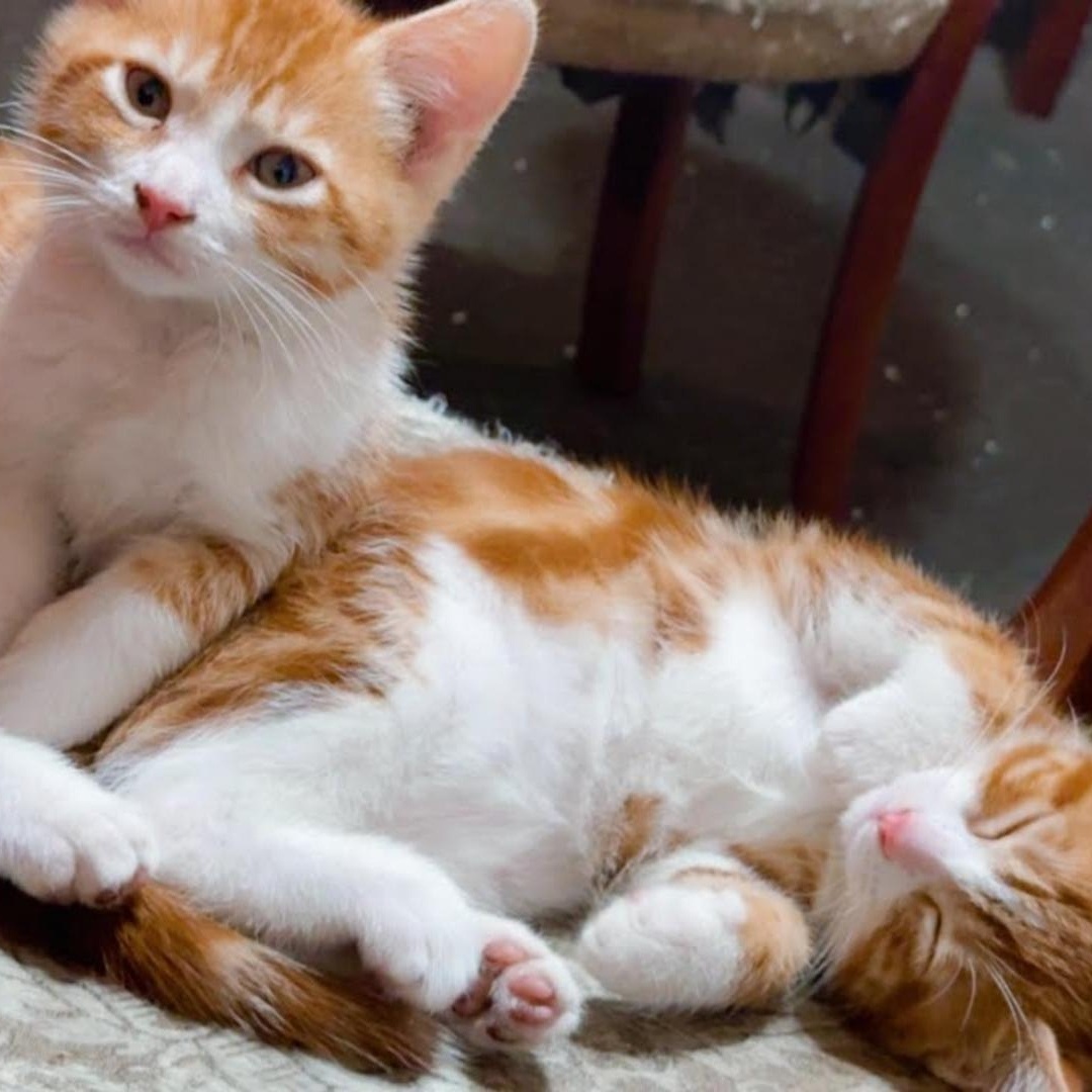 Enlarge Tommy (Sammy), a Adoptable Domestic Short Hair in HUNTINGTON BEACH, CA image 4/4