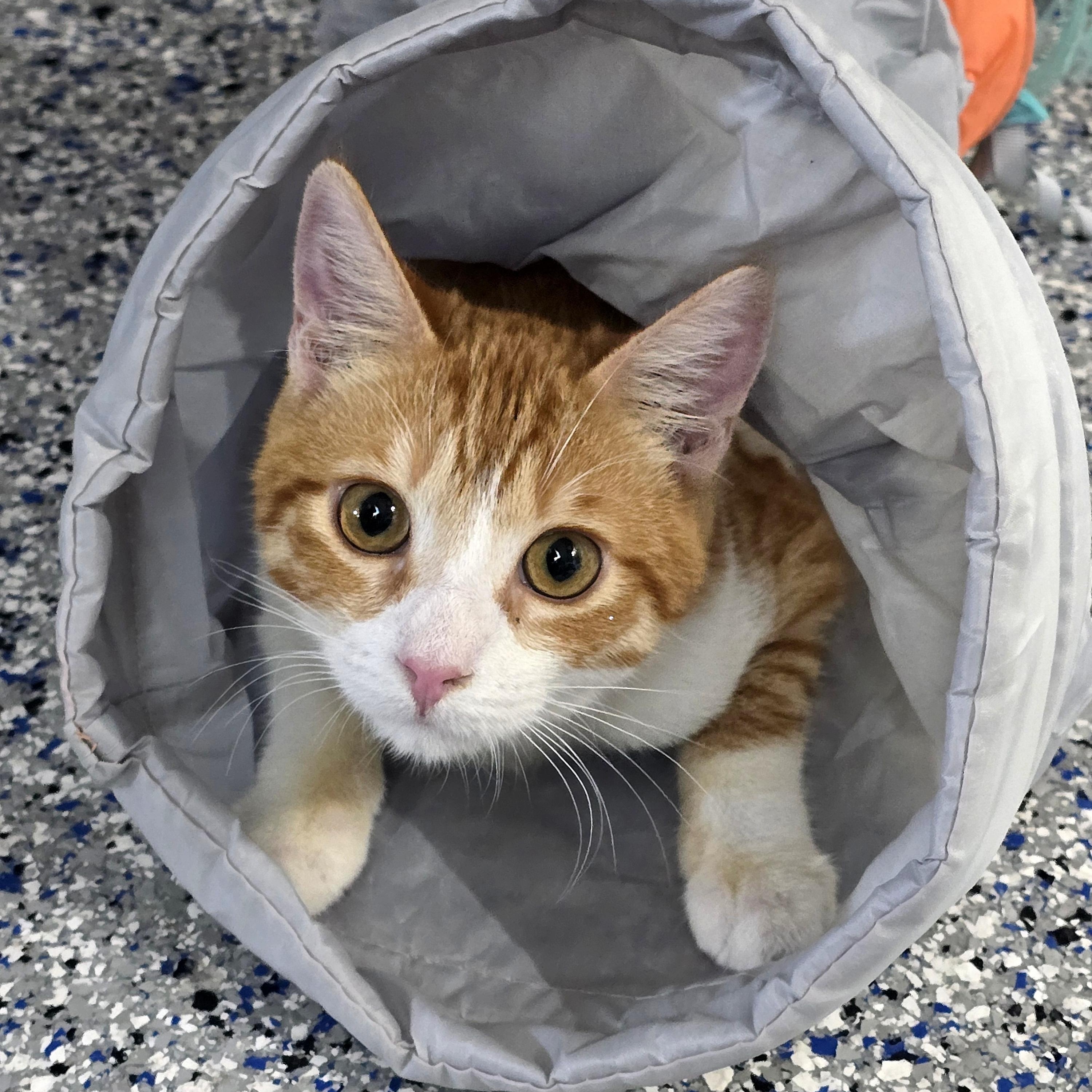 Tommy (bonded to brother Sammy), adoptable, Kitten Male Domestic Short Hair.