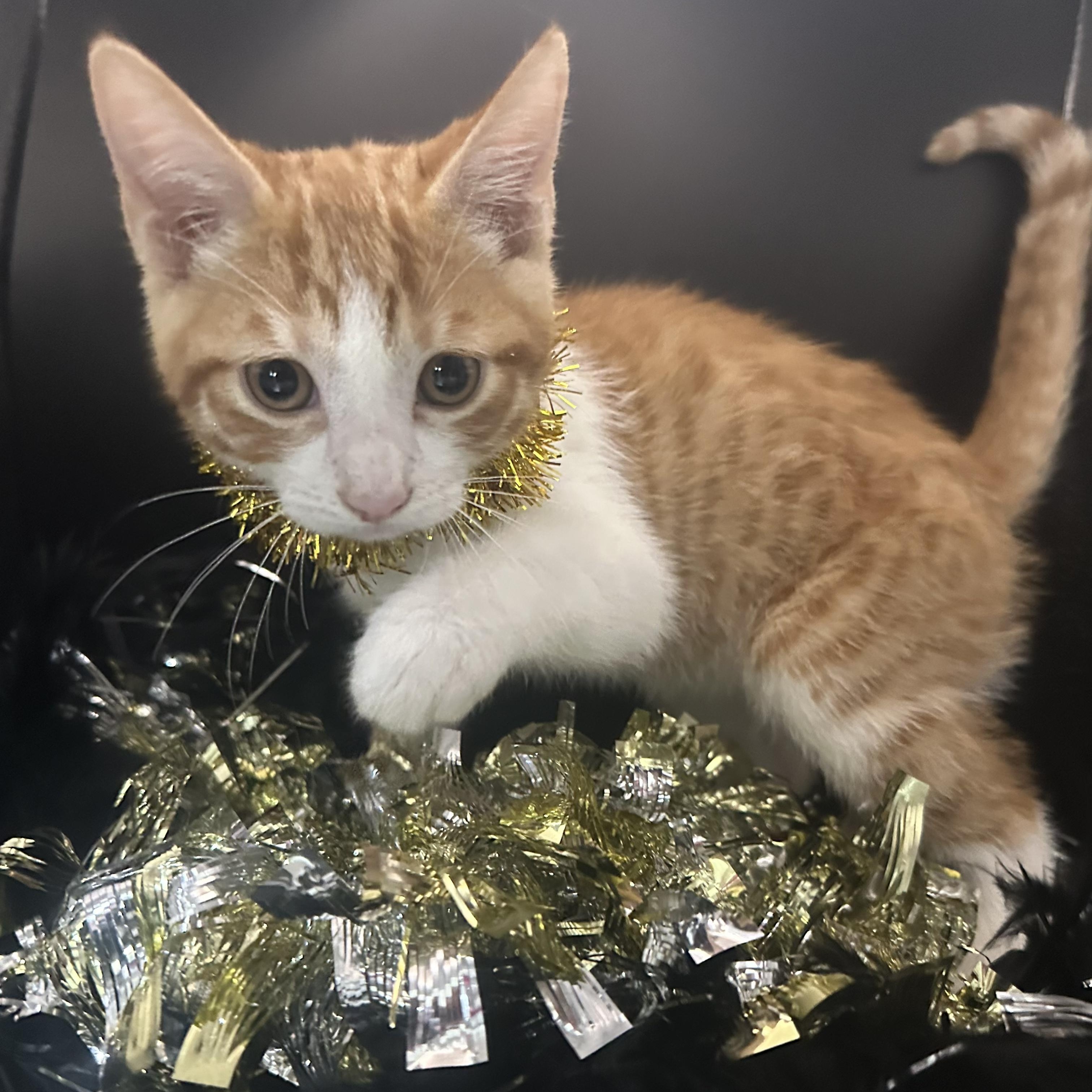 Tommy (Sammy), Adoptable, Kitten Male Domestic Short Hair.