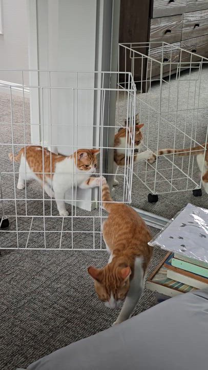 Enlarge Tommy & Sammy, a Adoptable Domestic Short Hair in HUNTINGTON BEACH, CA video 4/6