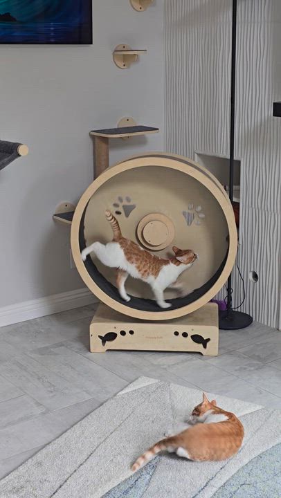 Enlarge Tommy (bonded to brother Sammy), an adoptable Domestic Short Hair in HUNTINGTON BEACH, CA video 5/6