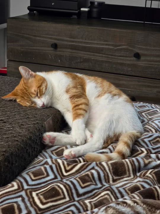 Enlarge Tommy & Sammy, a Adoptable Domestic Short Hair in HUNTINGTON BEACH, CA video 6/6