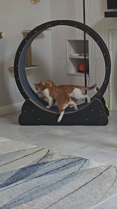 Enlarge Tommy & Sammy, a Adoptable Domestic Short Hair in HUNTINGTON BEACH, CA video 2/6