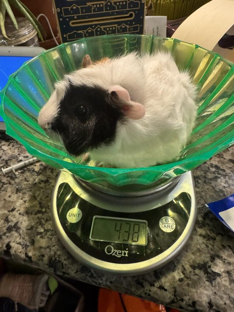 Bartholomew & Theodore , adopted, Baby Male Guinea Pig.