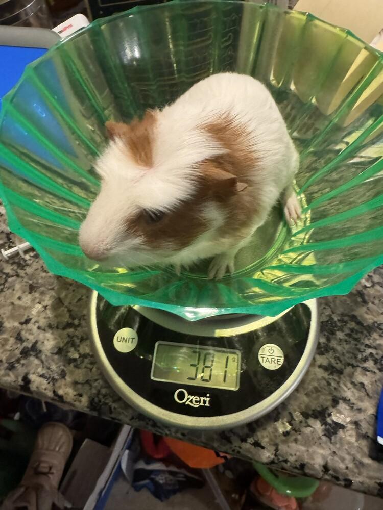 Enlarge Bartholomew & Theodore , an adopted Guinea Pig in Austin, TX image 2/2