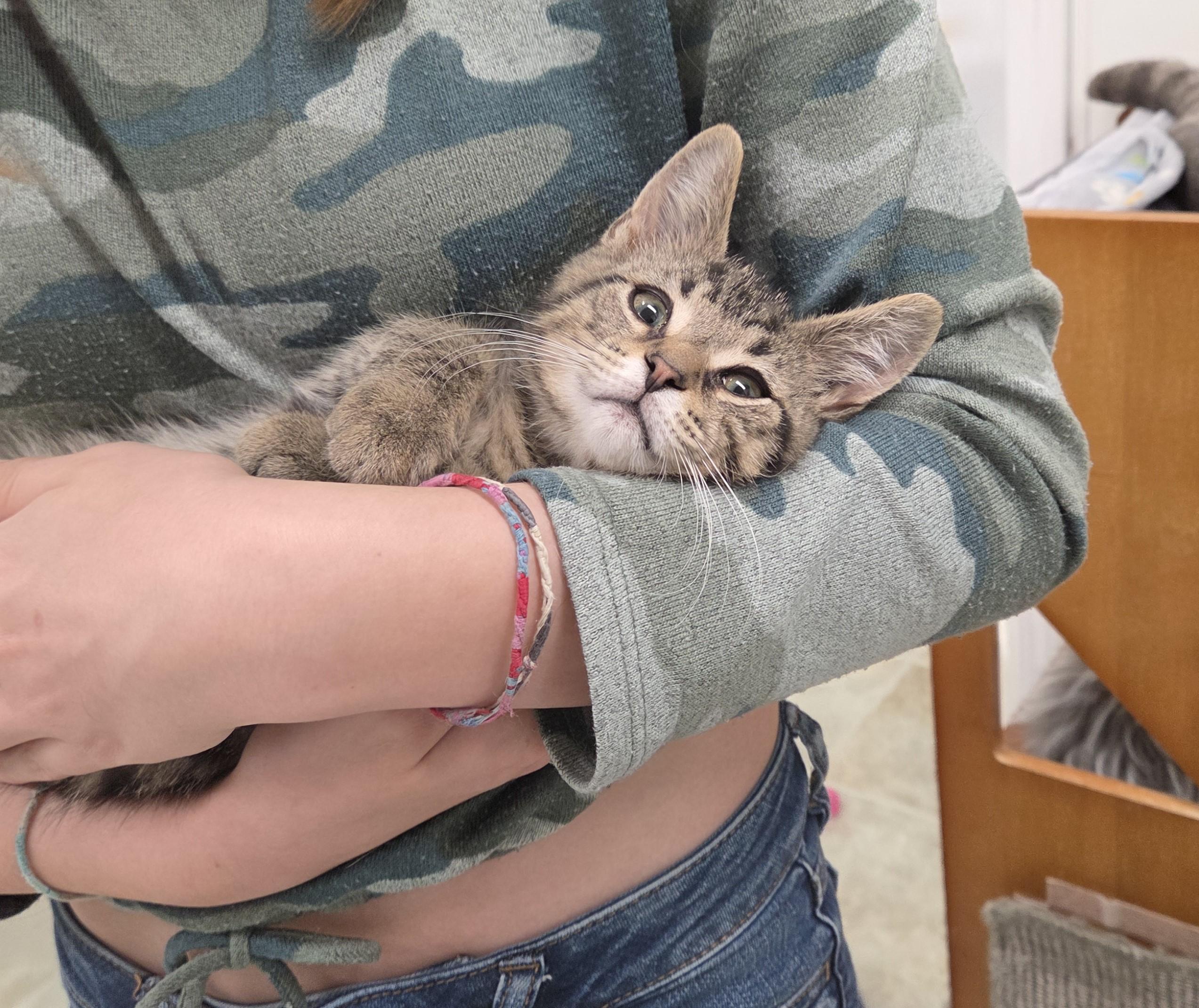Frito, ADOPTABLE, Kitten Male Domestic Short Hair.