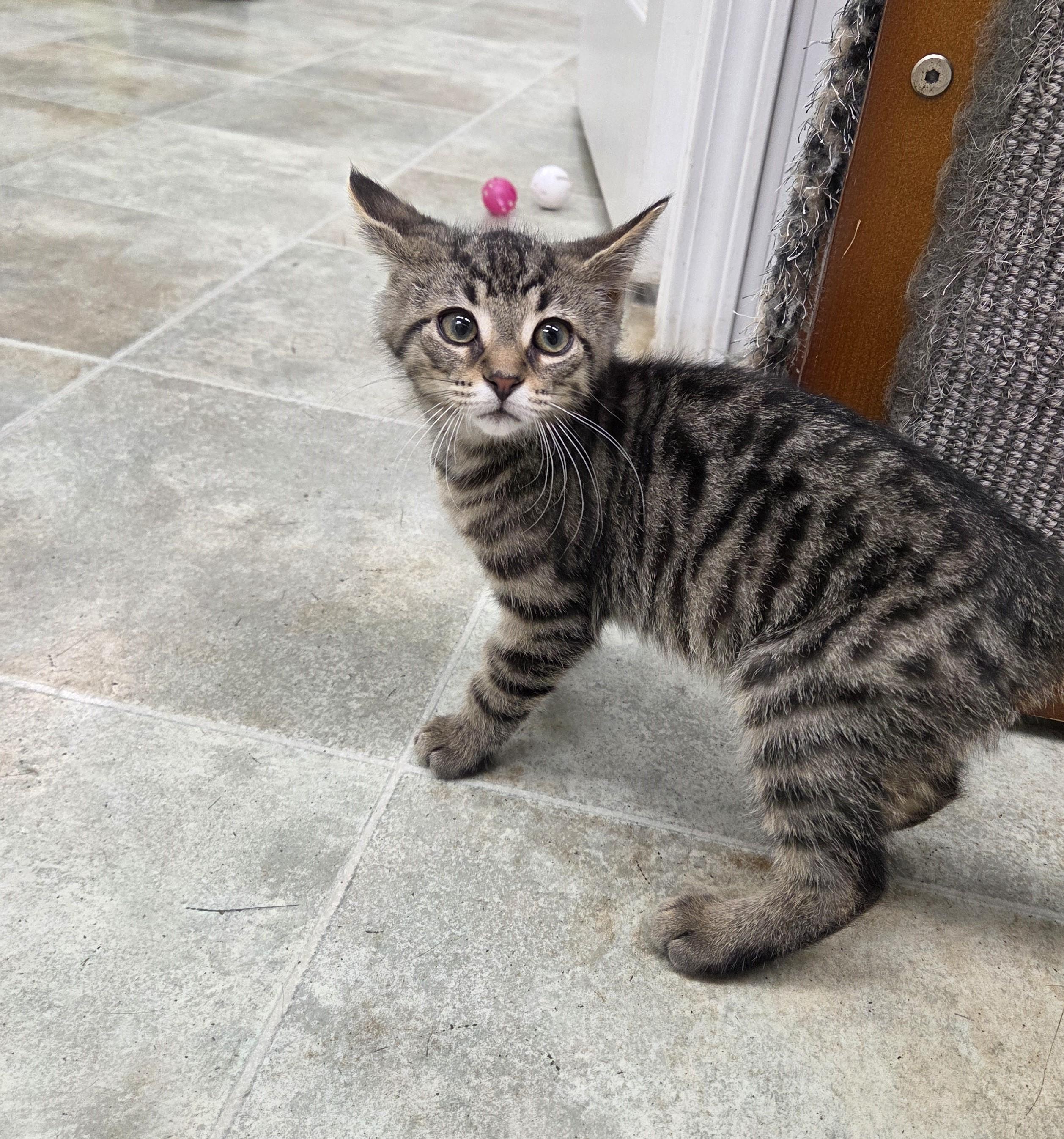 Frito, an adopted mixed breed in Carsonville, MI image 2/2