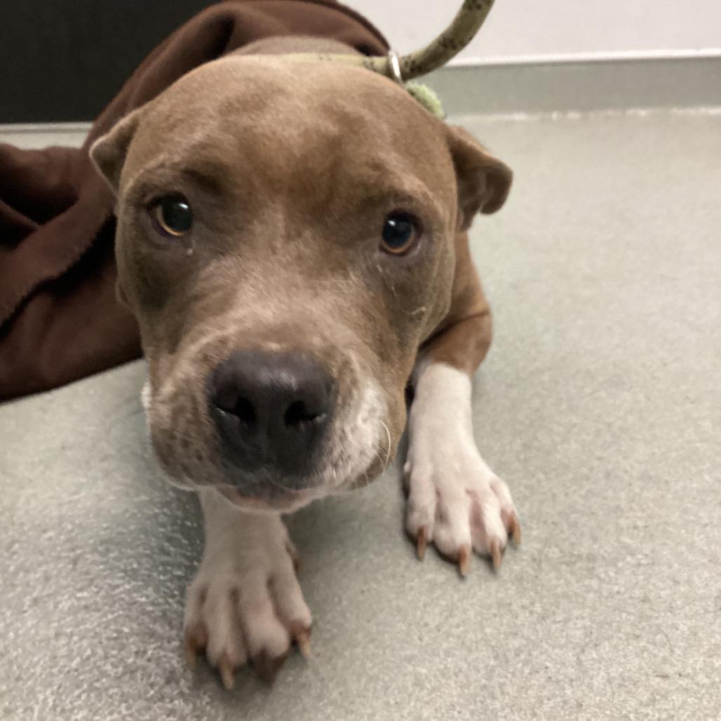 Maddi, Adoptable, Young Female Pit Bull Terrier.