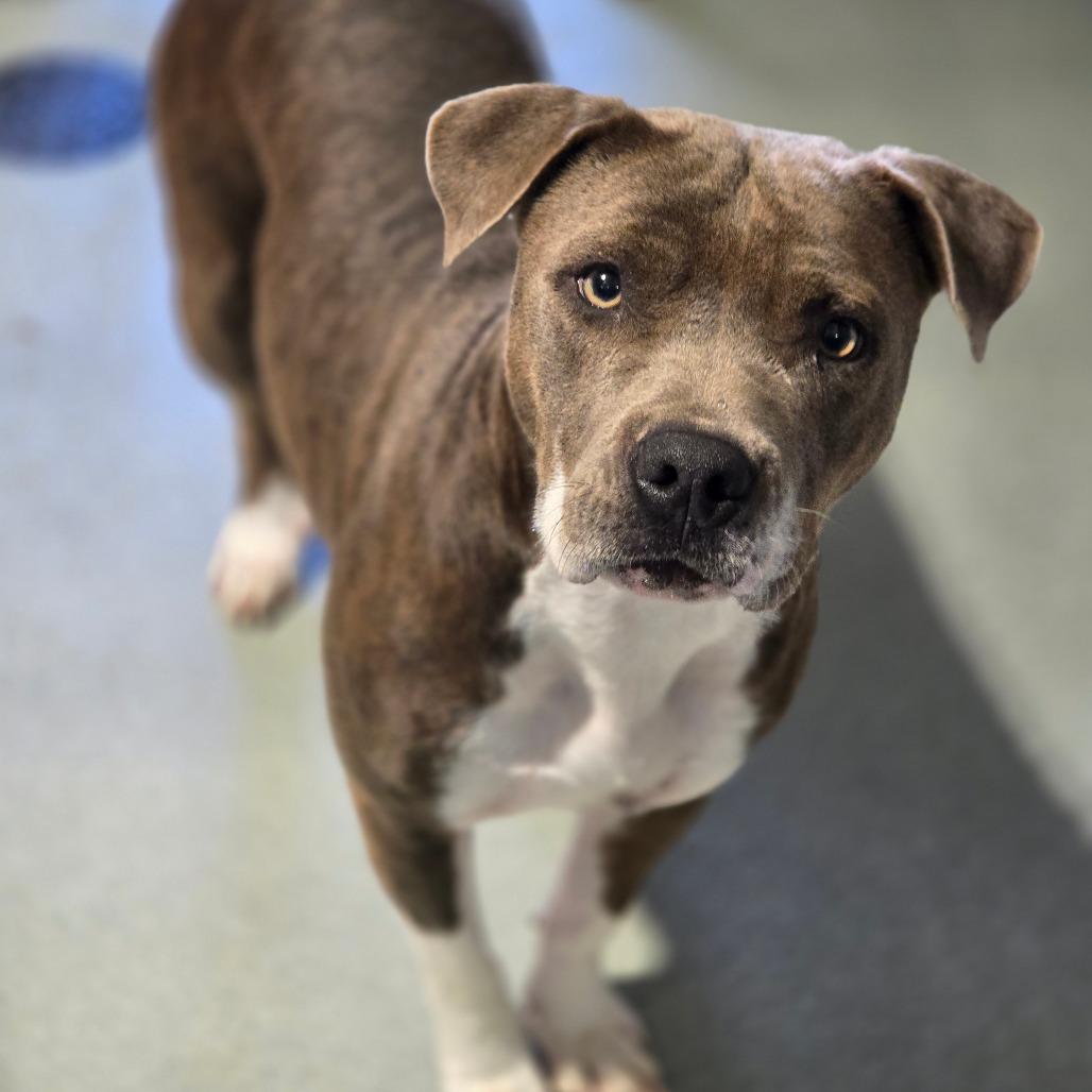 Enlarge Maddi, a Adoptable Pit Bull Terrier in Abilene, TX image 2/4