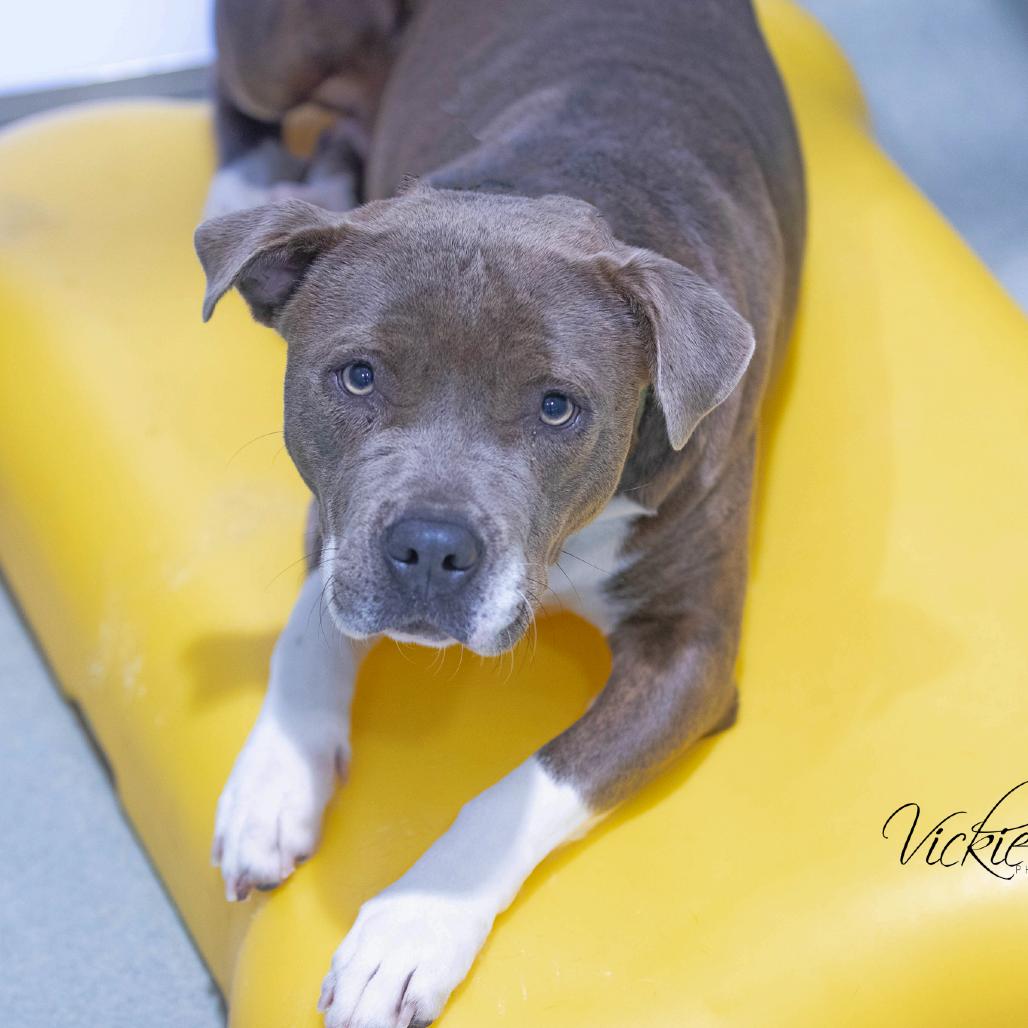 Enlarge Maddi, a Adoptable Pit Bull Terrier in Abilene, TX image 3/4