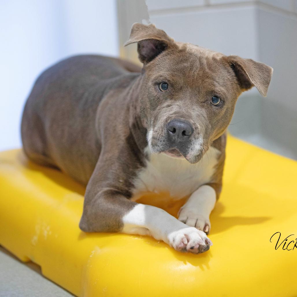 Enlarge Maddi, a Adoptable Pit Bull Terrier in Abilene, TX image 4/4