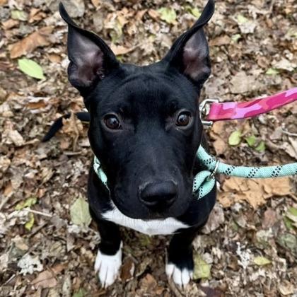 Enlarge Jasper, a Adoptable mixed breed in Indianapolis, IN image 1/2