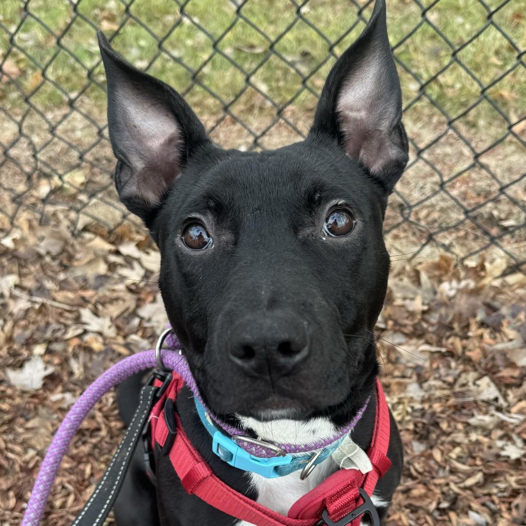Enlarge Jasper, a Adoptable mixed breed in Indianapolis, IN image 2/2