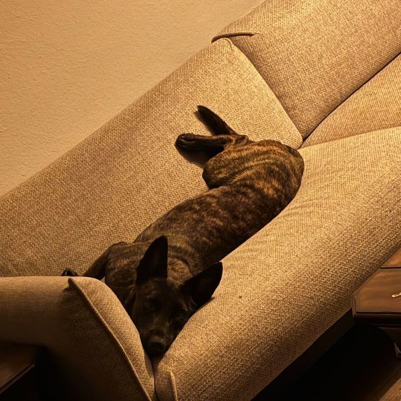 Dutch, a Adopted Dutch Shepherd in Dallas, TX image 1/6