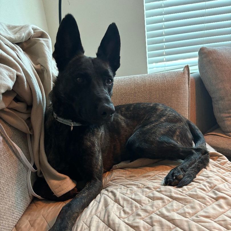 Dutch, a Adopted Dutch Shepherd in Dallas, TX image 2/6