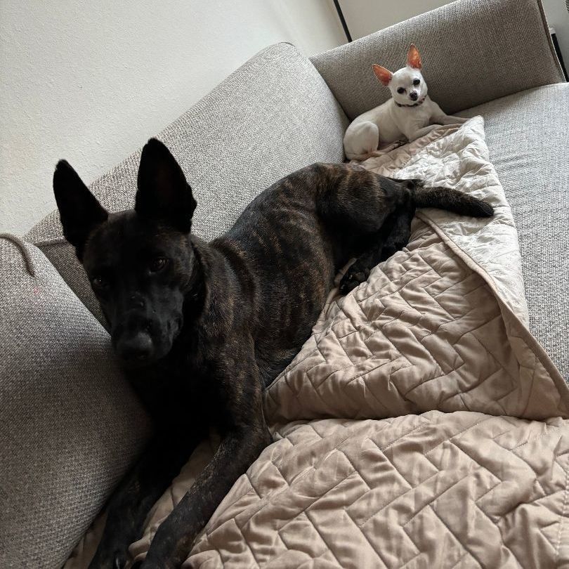 Dutch, a Adopted Dutch Shepherd in Dallas, TX image 3/6