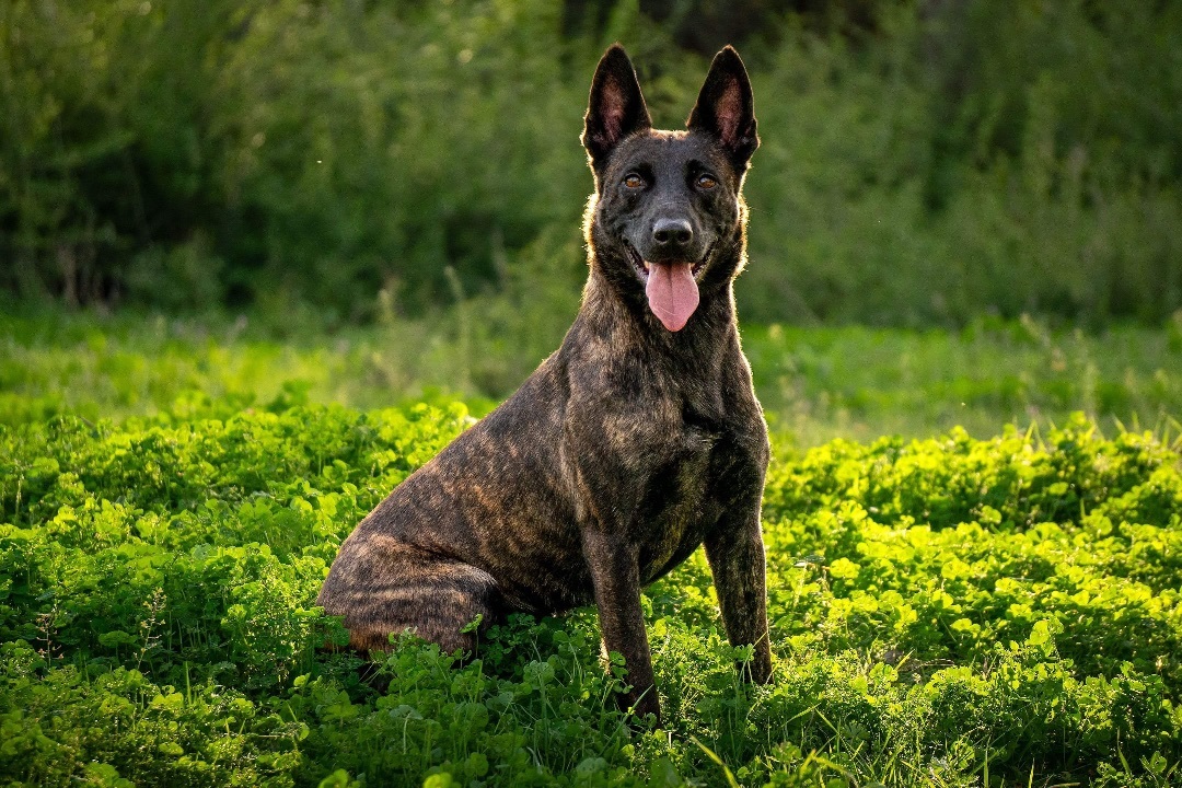 Dutch, a Adopted Dutch Shepherd in Dallas, TX image 4/6