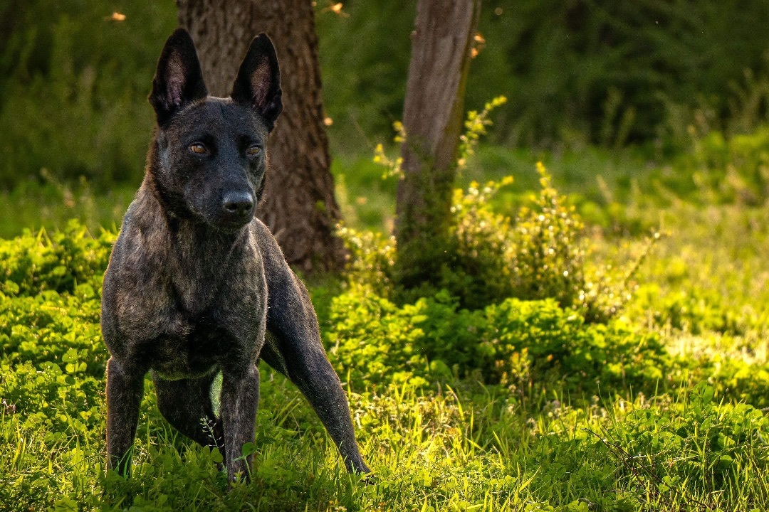 Dutch, a Adopted Dutch Shepherd in Dallas, TX image 5/6