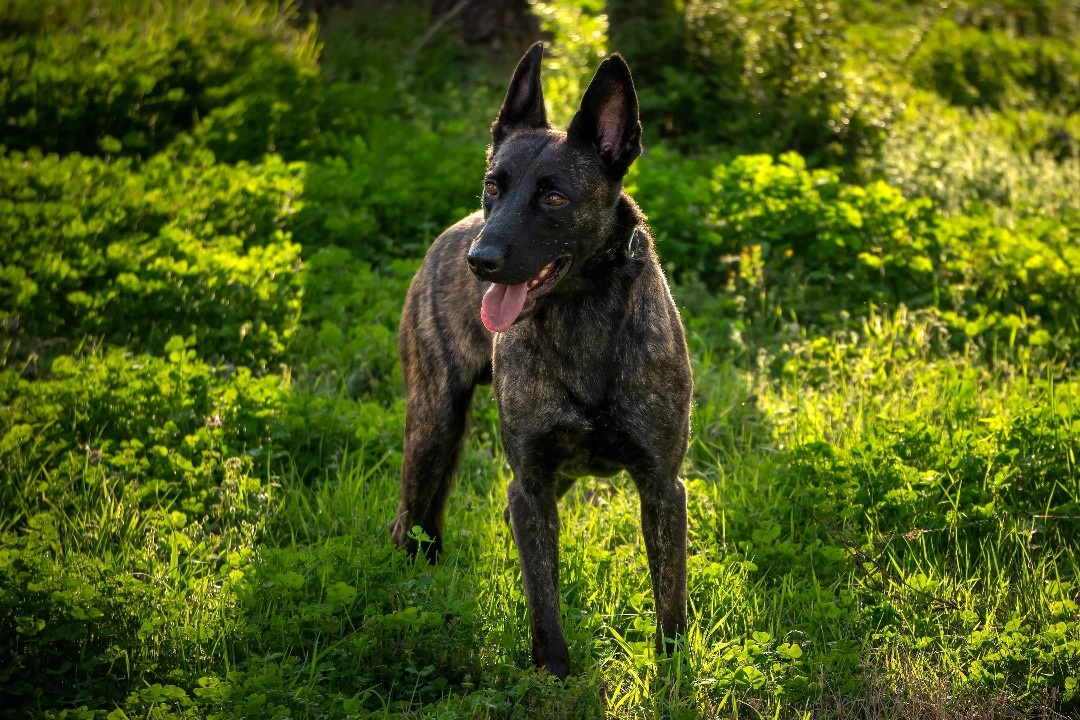 Dutch, a Adopted Dutch Shepherd in Dallas, TX image 6/6