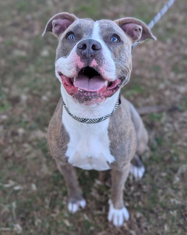 Champagne Problems, Adoptable, Adult Female Pit Bull Terrier.