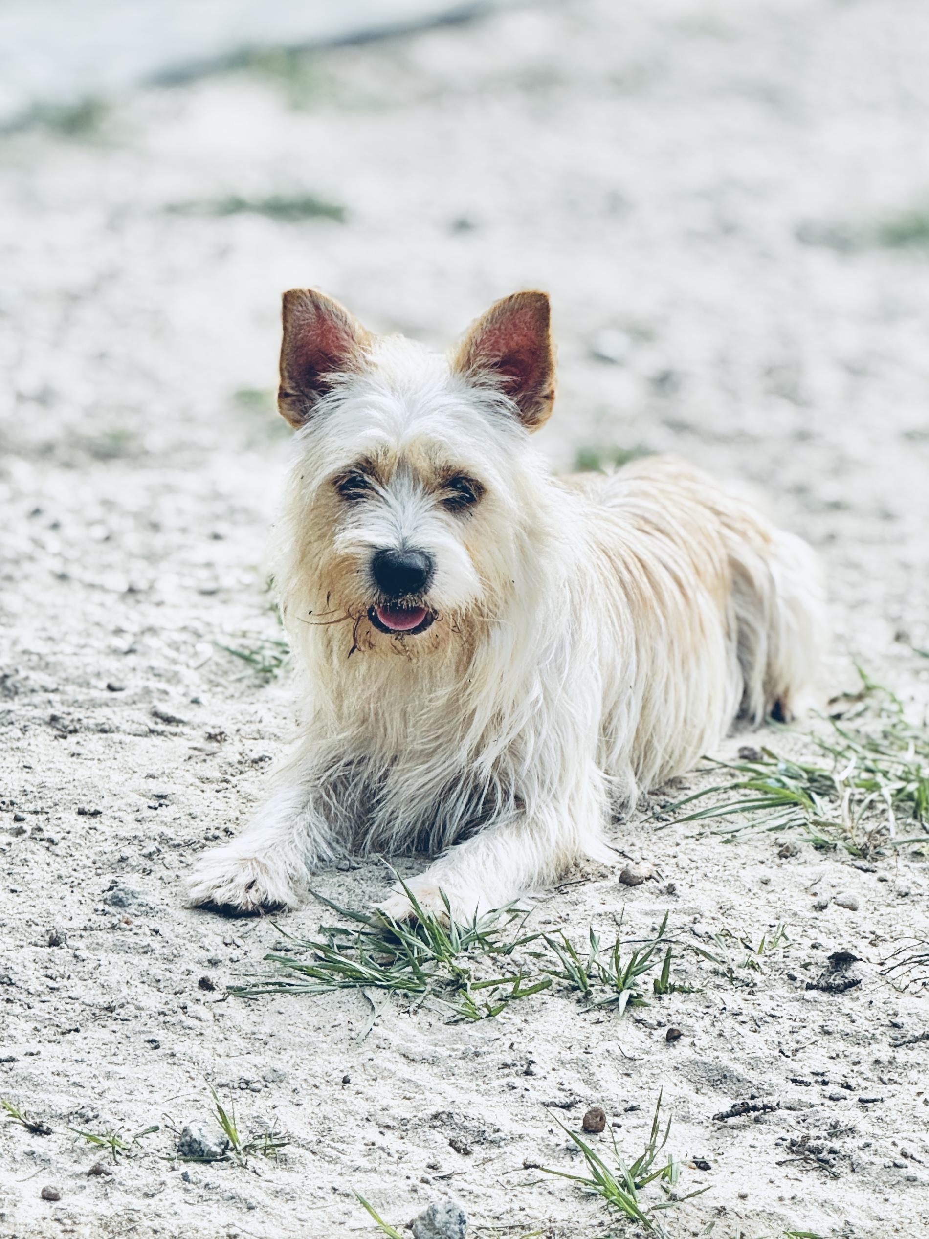 Chuck, Young Male Mixed Breed