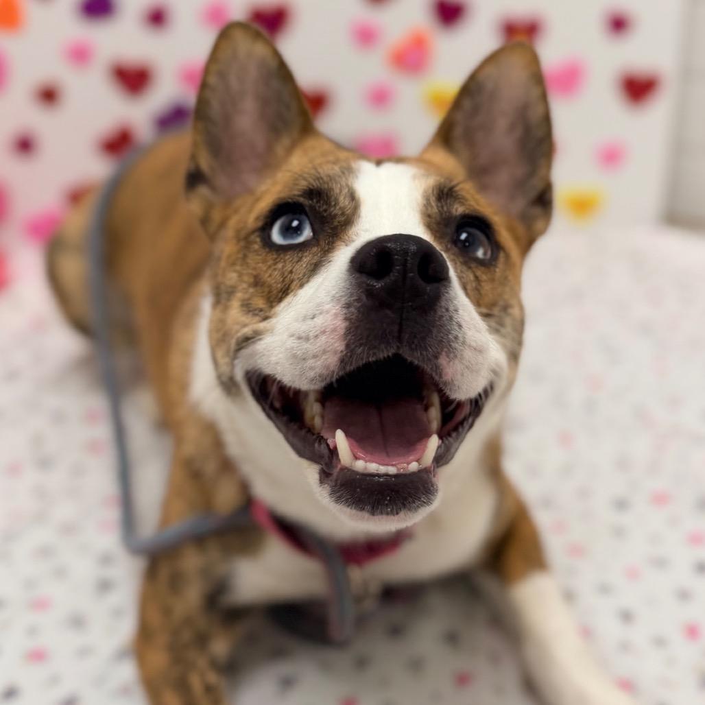 Enlarge Holiday, a Adoptable mixed breed in Champaign, IL image 1/6