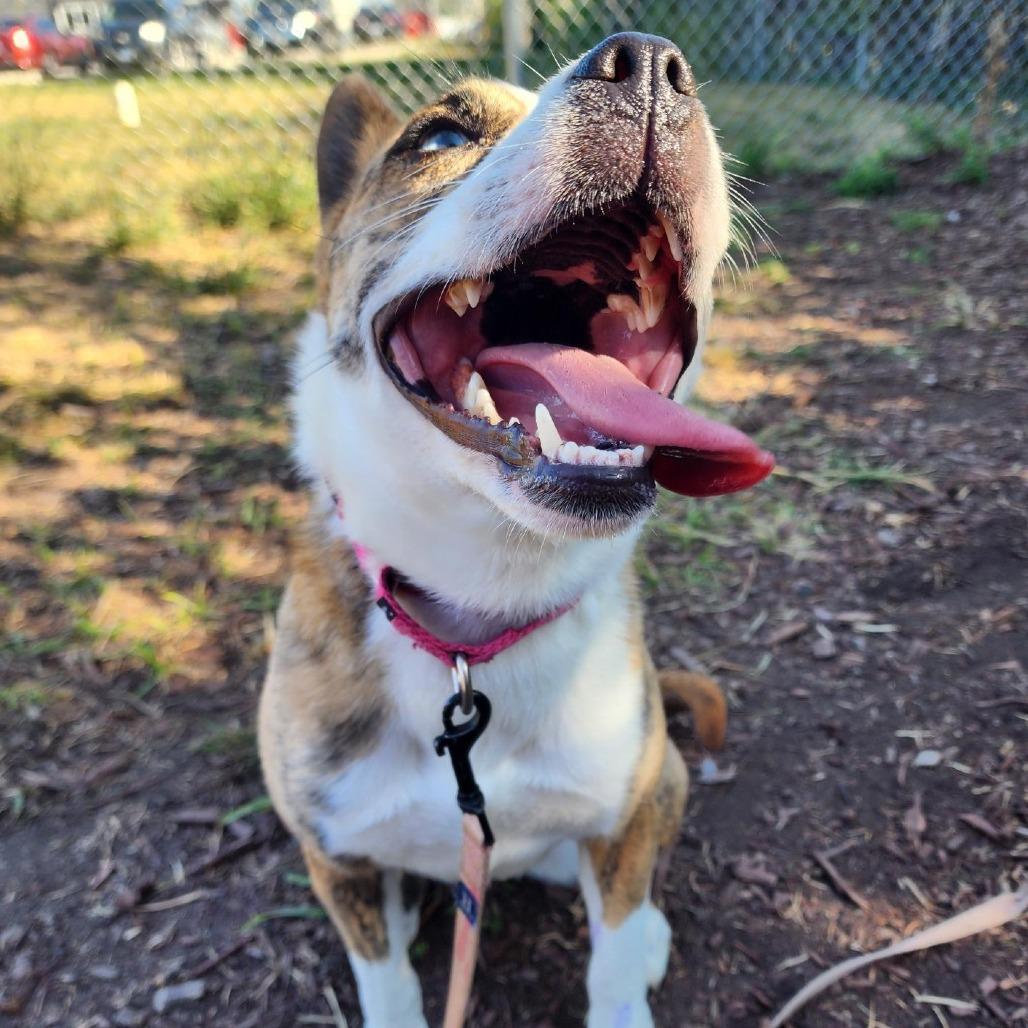 Enlarge Holiday, a Adoptable mixed breed in Champaign, IL image 2/6