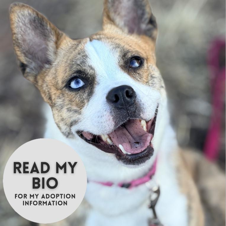 Enlarge Holiday, a Adoptable mixed breed in Champaign, IL image 4/6