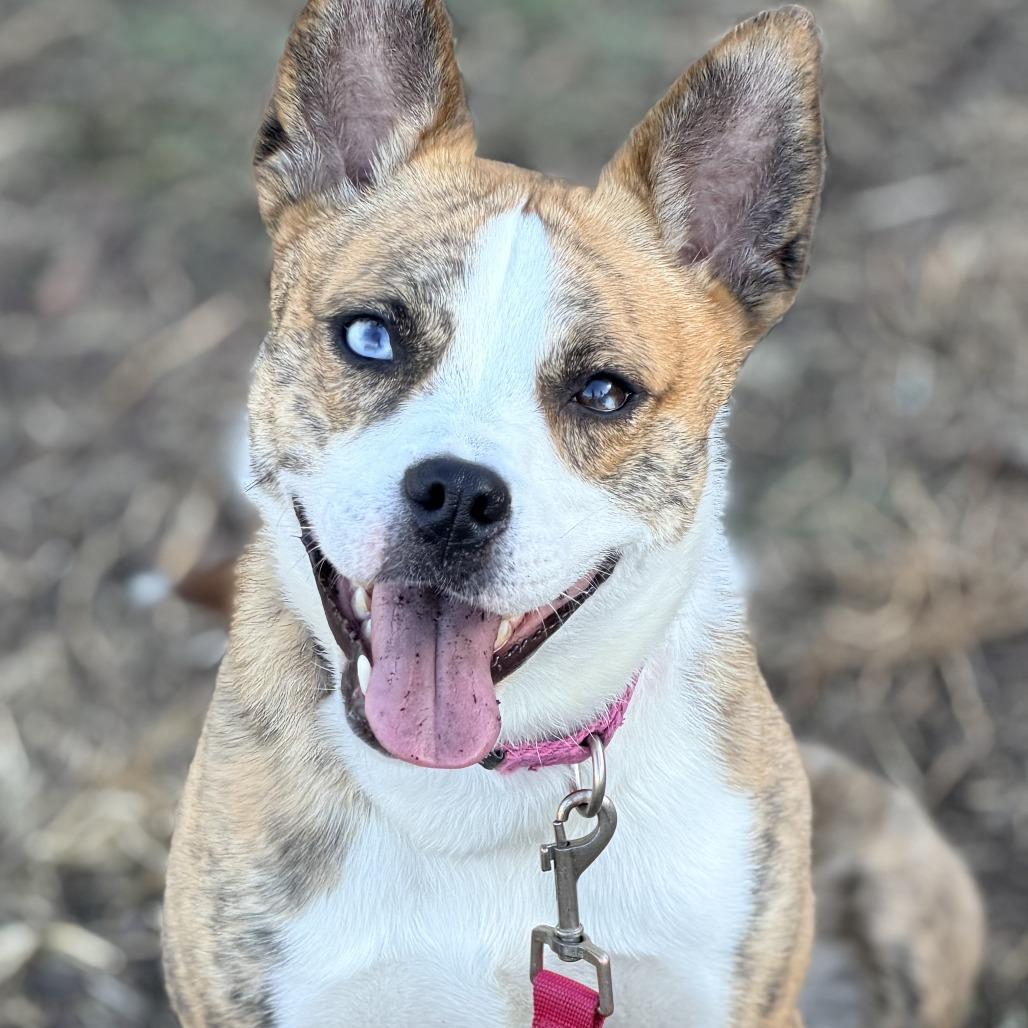 Enlarge Holiday, a Adoptable mixed breed in Champaign, IL image 5/6