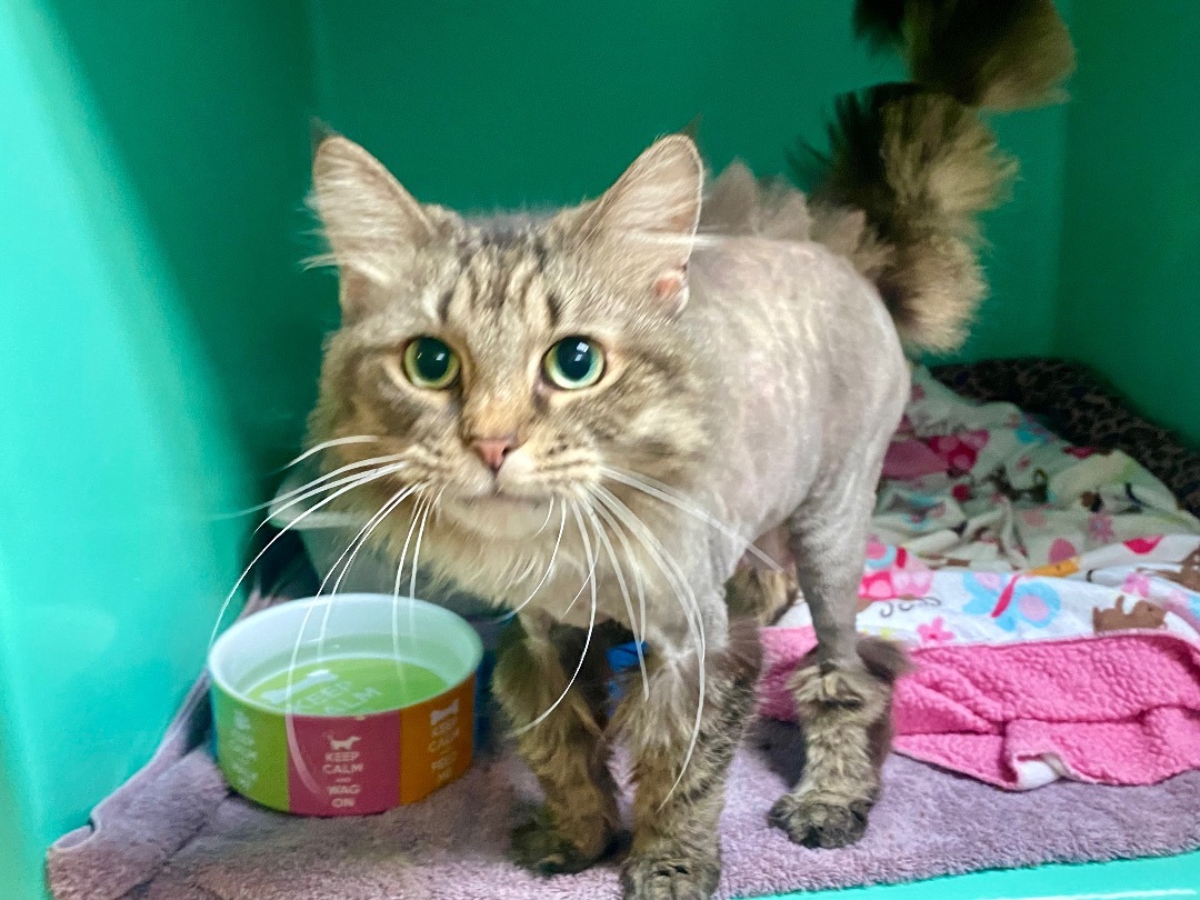 Enlarge Stella, an adopted mixed breed in St. Clair Shores, MI image 1/6