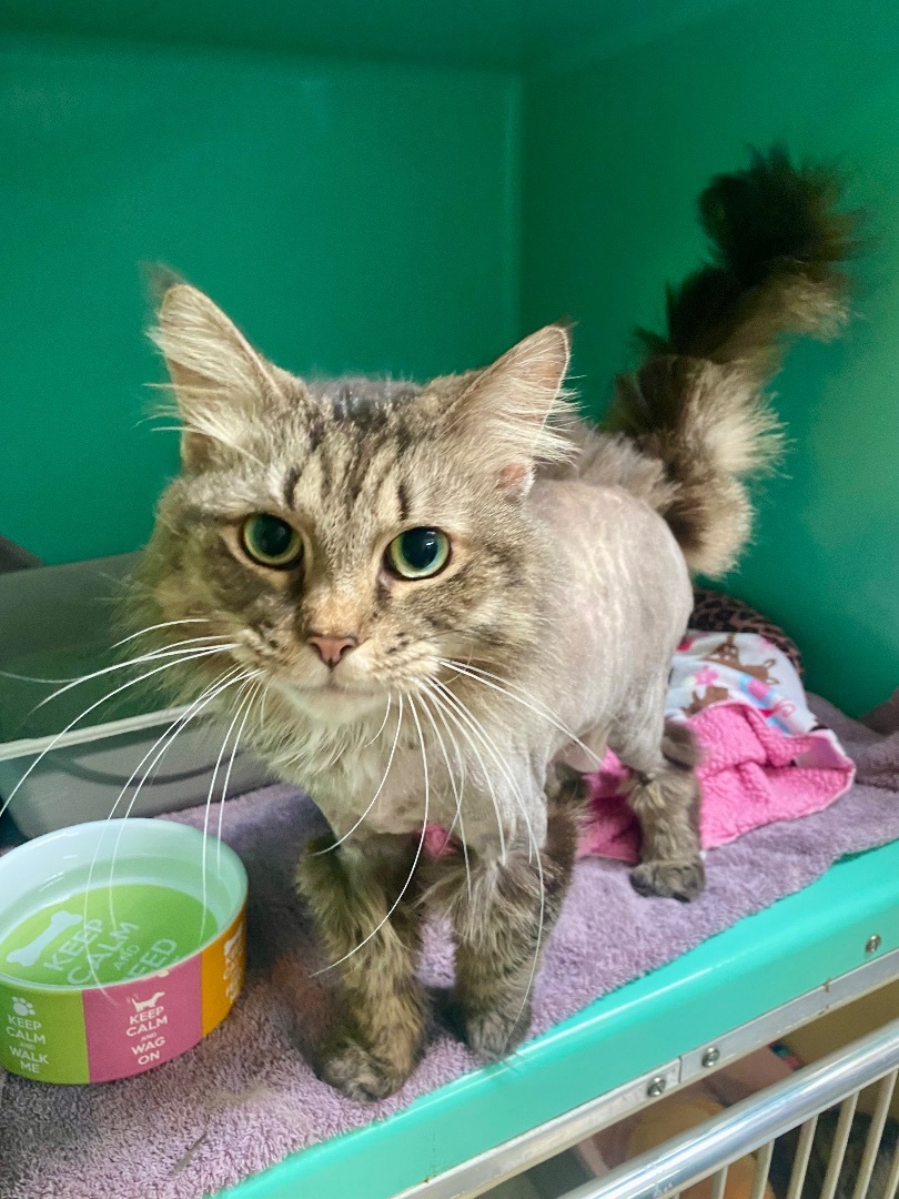 Enlarge Stella, an adopted mixed breed in St. Clair Shores, MI image 3/6