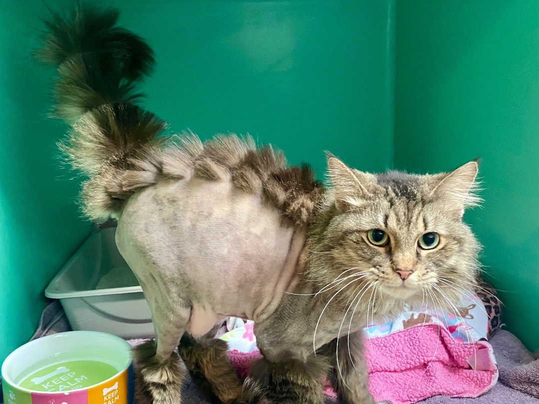 Enlarge Stella, an adopted mixed breed in St. Clair Shores, MI image 4/6