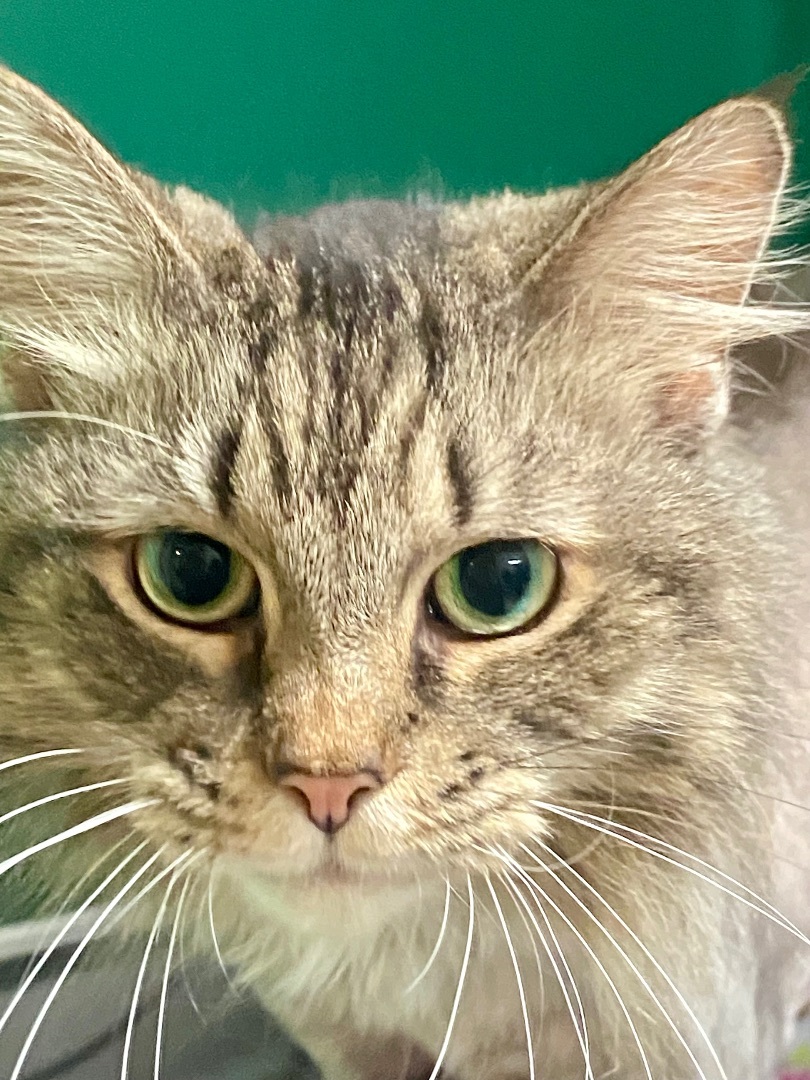 Enlarge Stella, an adopted mixed breed in St. Clair Shores, MI image 5/6