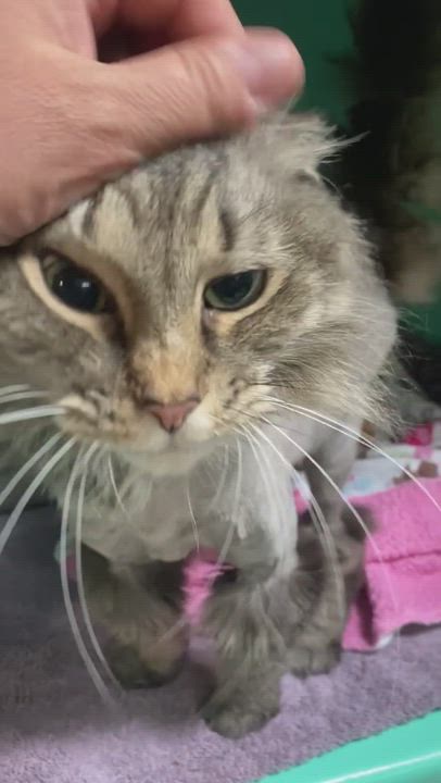 Enlarge Stella, an adopted mixed breed in St. Clair Shores, MI video 6/6