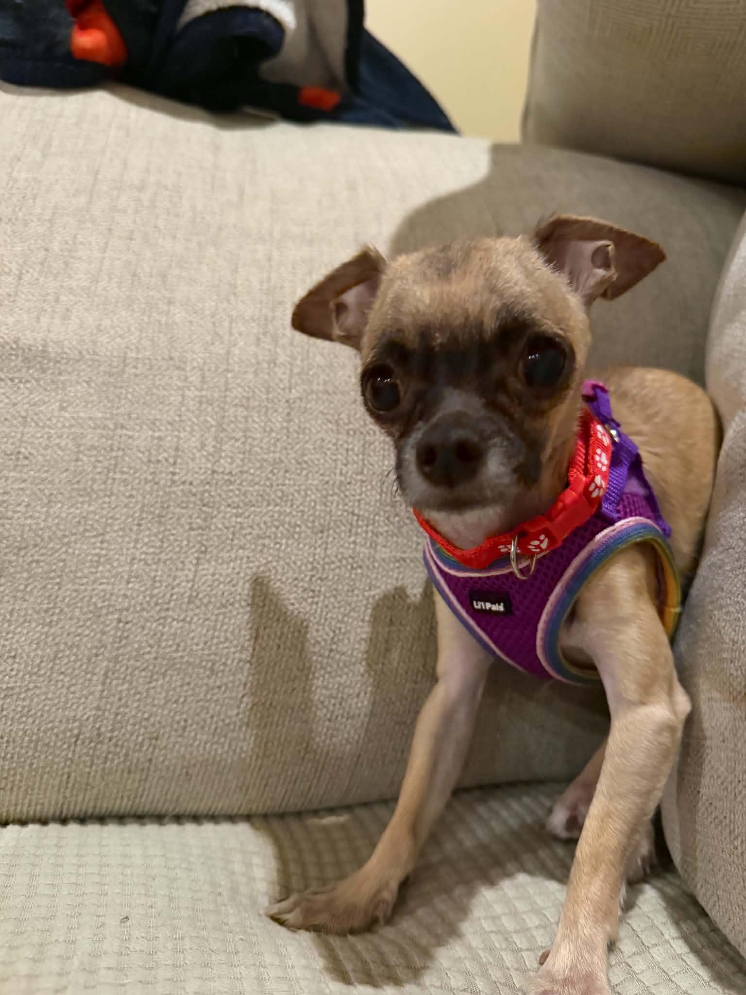Enlarge Gizmo, a Adopted Chihuahua in Calera, AL image 5/6
